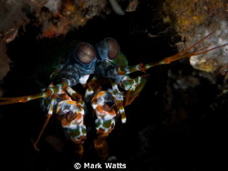 Mantis Shrimp , sat still for once and posed for shot 
t... by Mark Watts 
